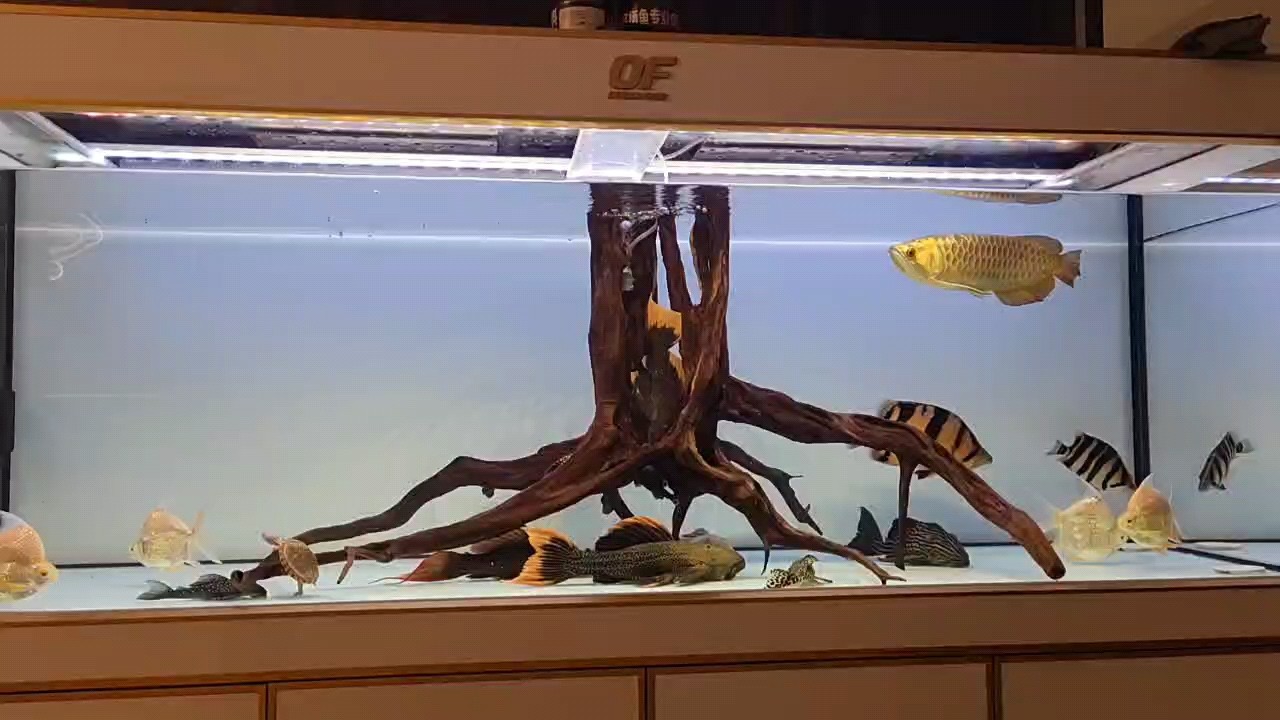 小金條到家視頻