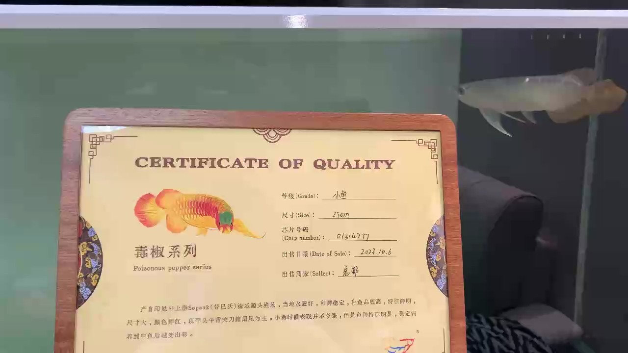 重新開始養魚之路