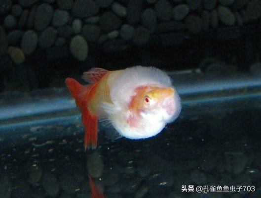 陽新哪里有賣魚缸的店鋪