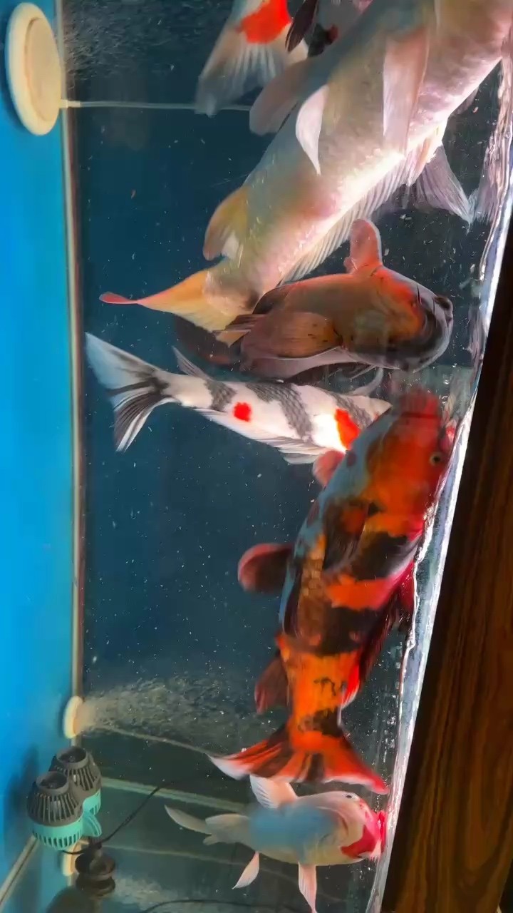 賺的積分