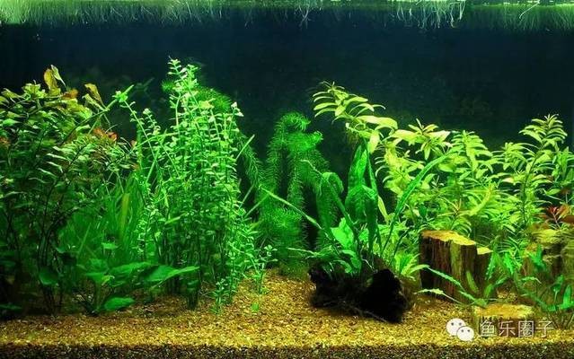 克拉瑪依區王大平水族館（克拉瑪依區王大平水族館電話）