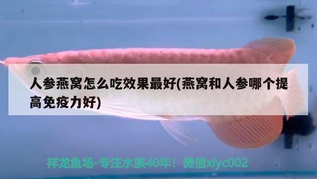 森森魚飼料好不好（森森魚飼料怎么樣）