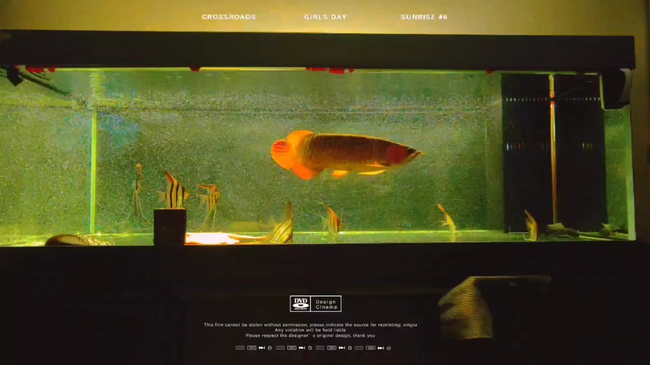 記錄小胖子的變化 記錄小胖子的變化 龍魚論壇