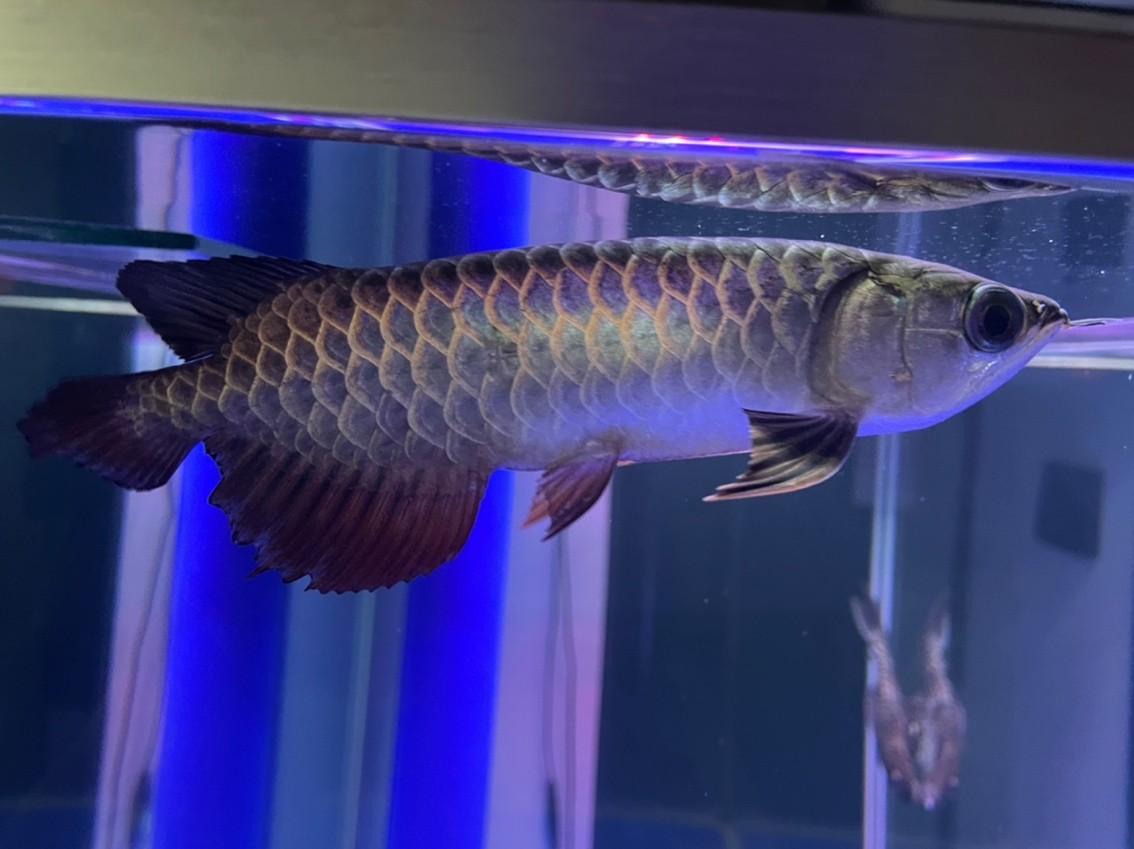 燈光該怎么選擇？魚缸自帶紅白藍。