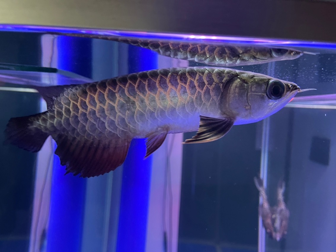 燈光該怎么選擇？魚缸自帶紅白藍。