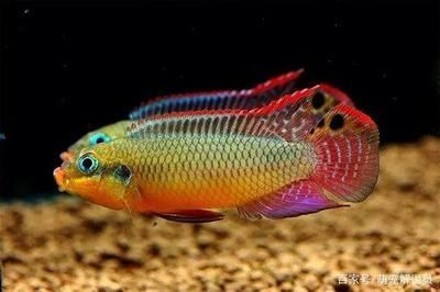 淇縣風生水起水族館（淇縣風生水起水族館地址） 淇縣風生水起水族館（淇縣風生水起水族館地址） 全國水族館企業名錄 第1張