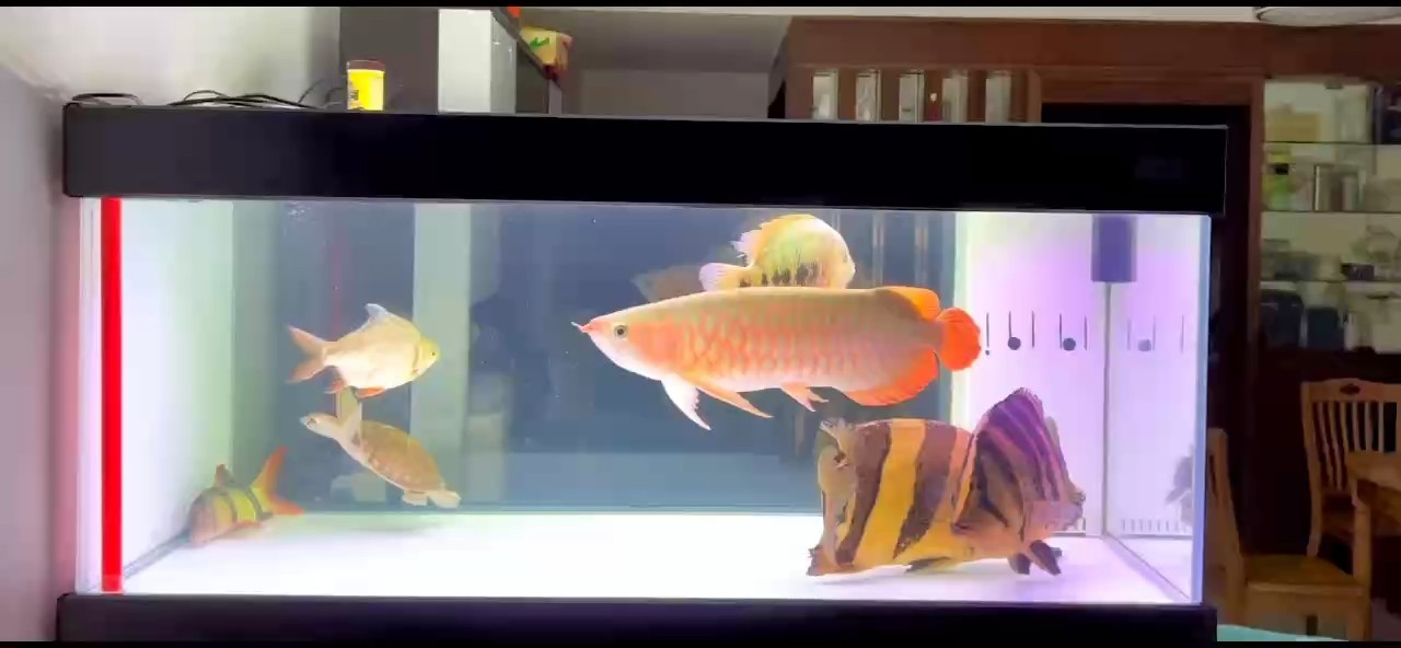 加完班看看魚吧！