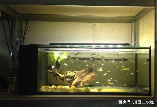 綿陽城區崇杰水族館（綿陽城區崇杰水族館電話）