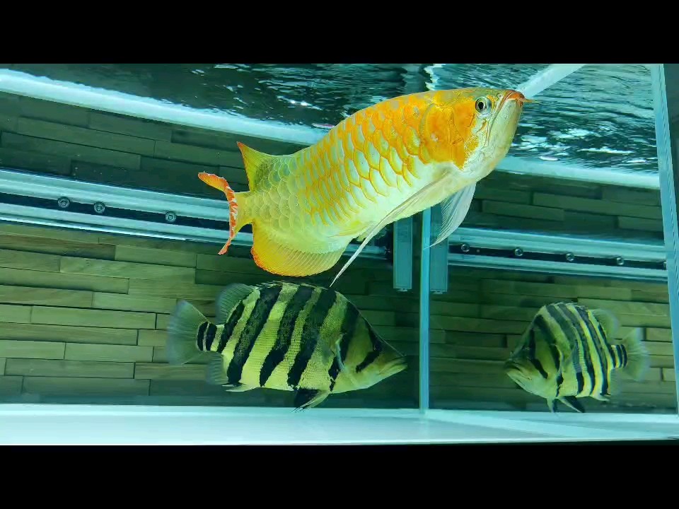 很久沒來了 冒個泡