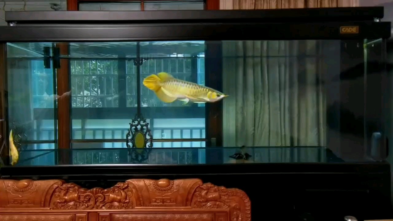 天勾鰭，火焰尾，好魚難得。