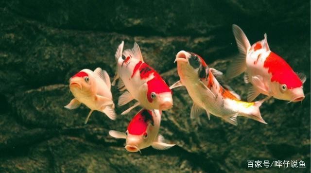 白點(diǎn)病的魚需要隔離嗎(觀賞魚治療白點(diǎn)病期間能喂食嗎)