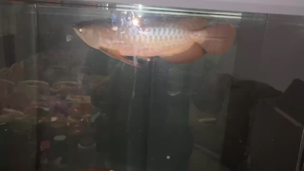 請的小龍