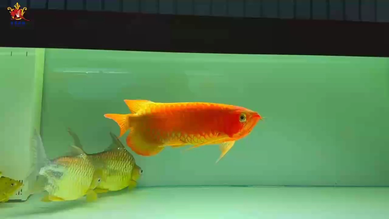 滿腮滿片紅