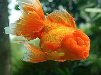 100種金魚圖片