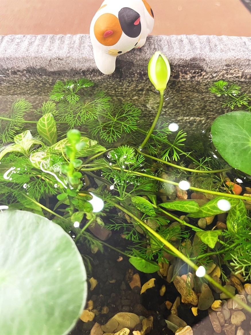 等你開花