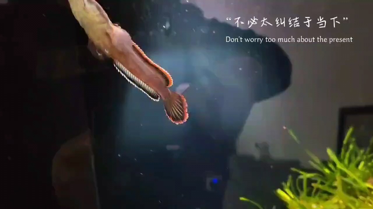 小雷龍