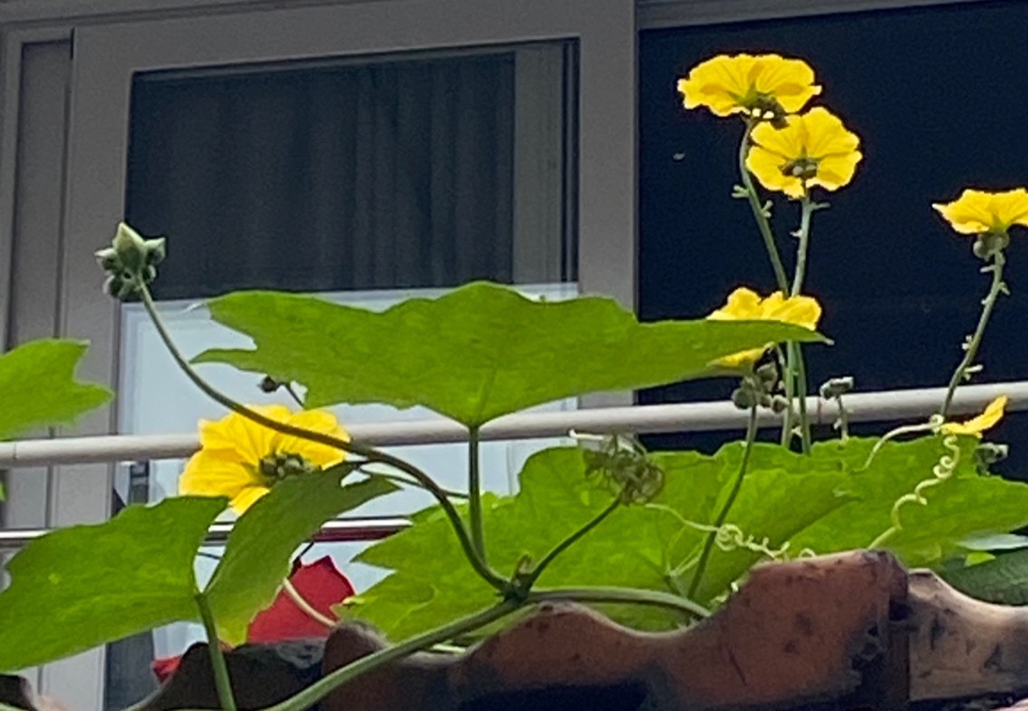 風姿綽約
