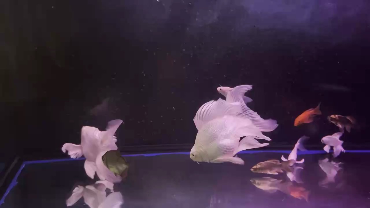 龍在途中