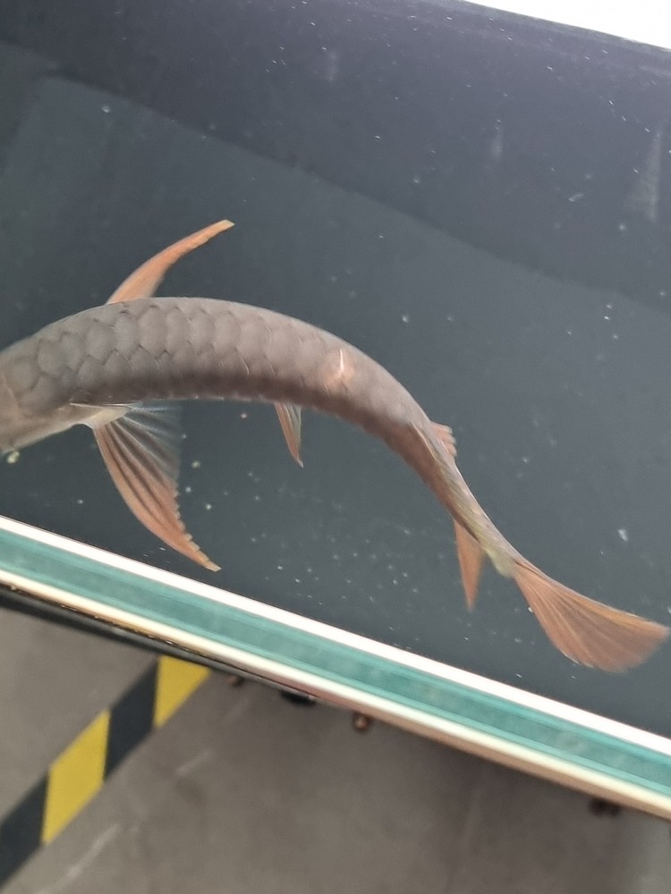 請教下這個是掉鱗嗎？ 請教下這個是掉鱗嗎？ 龍魚論壇 第1張