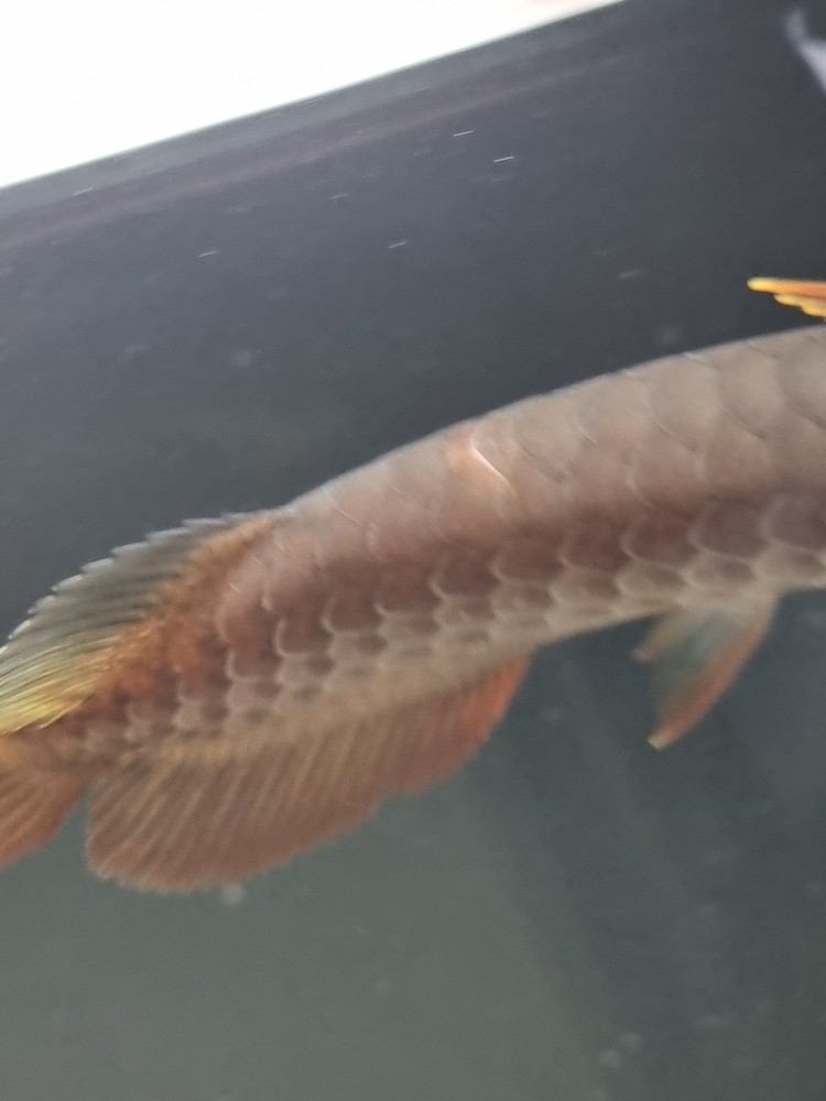 請教下這個是掉鱗嗎？ 請教下這個是掉鱗嗎？ 龍魚論壇 第2張