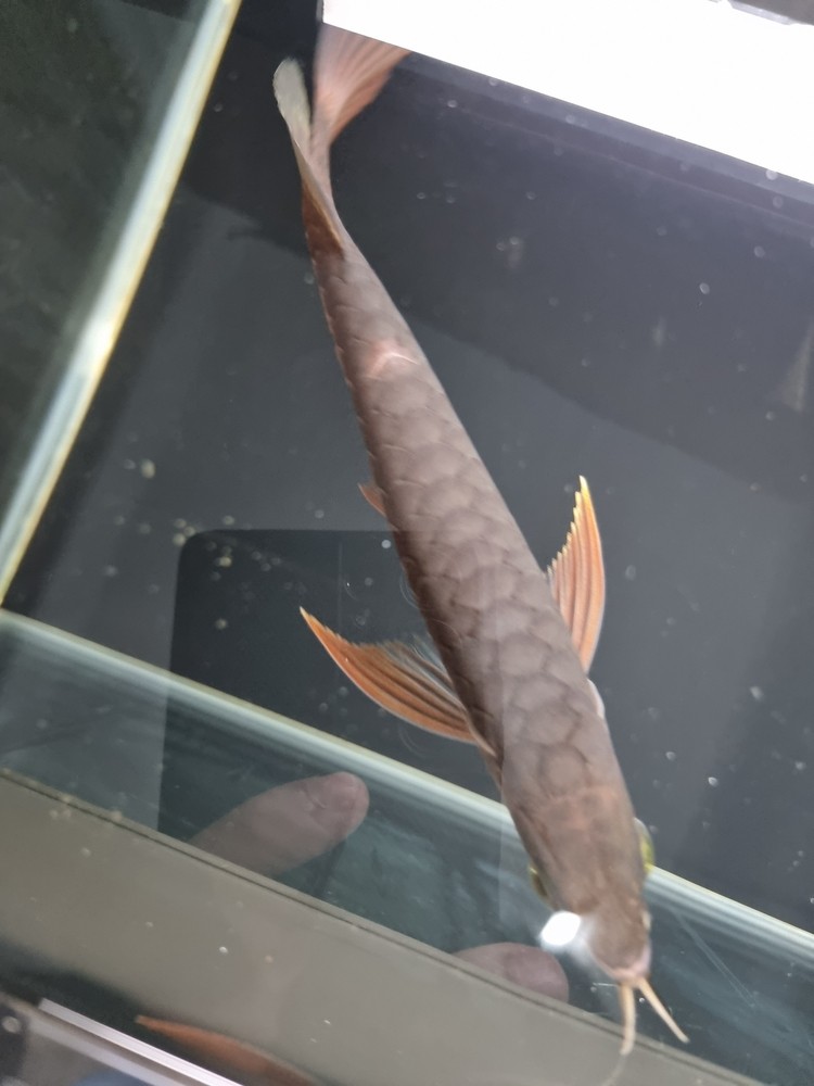 請教下這個是掉鱗嗎？ 請教下這個是掉鱗嗎？ 龍魚論壇 第4張