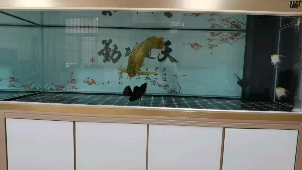 [dabing]魚(yú)缸整理完畢，魚(yú)兒平安入缸