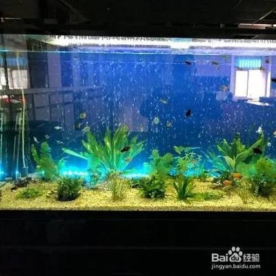 金龍魚嘴上的須子作用（金龍魚嘴上長了個紅疙瘩）