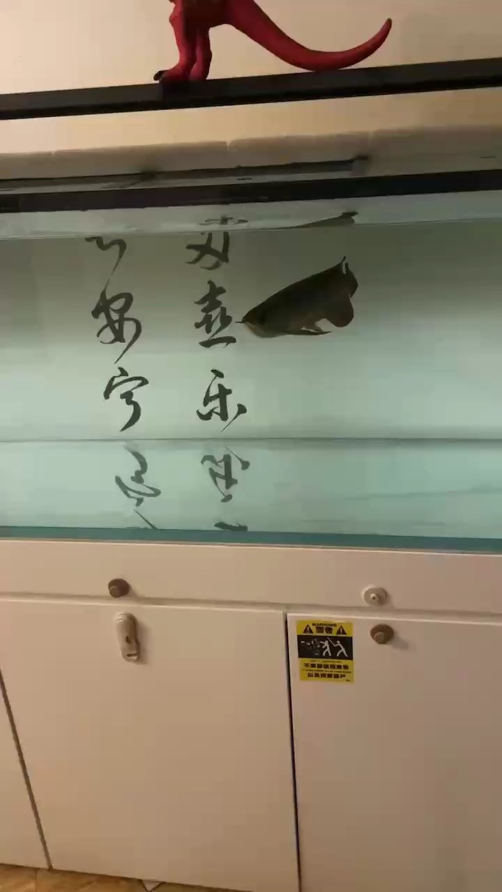 銀龍魚和菠蘿魚混養(yǎng)嗎(菠蘿魚能和龍魚混養(yǎng)嗎)