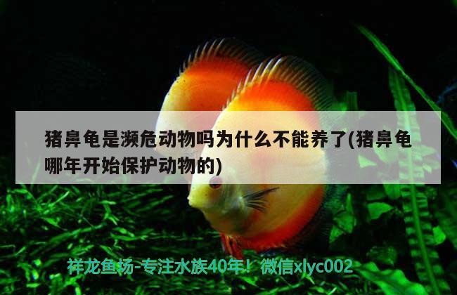 豬鼻龜是瀕危動物嗎為什么不能養了(豬鼻龜哪年開始保護動物的)