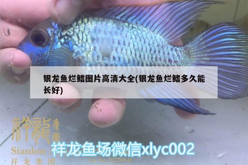 銀龍魚爛鰭圖片高清大全(銀龍魚爛鰭多久能長好)