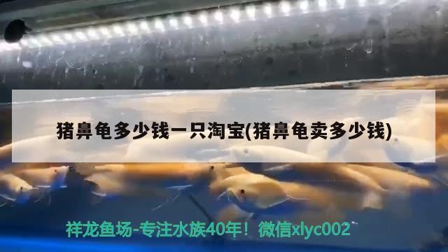 豬鼻龜多少錢一只淘寶(豬鼻龜賣多少錢)