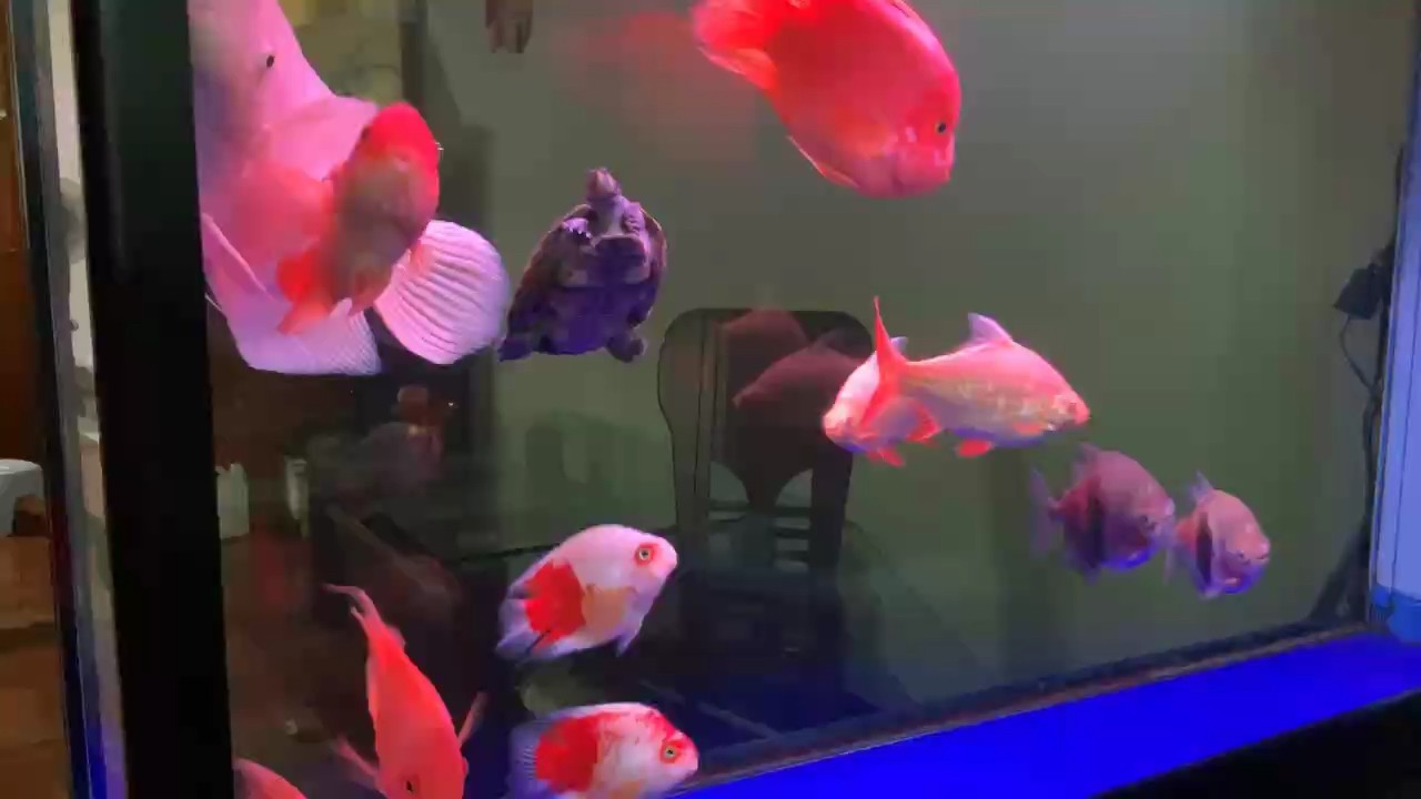 養魚的樂趣