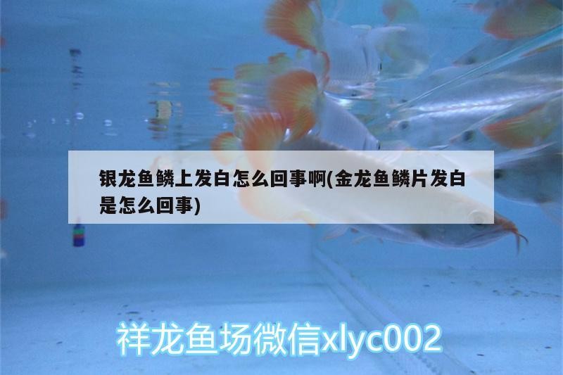 銀龍魚鱗上發白怎么回事啊(金龍魚鱗片發白是怎么回事)