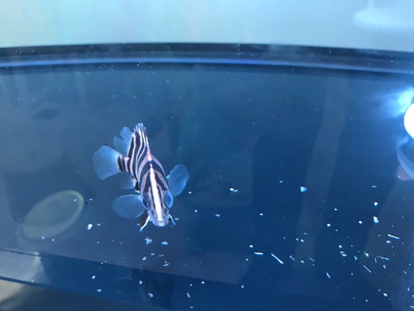 經過兩天的治療小虎魚蒙眼好了 經過兩天的治療小虎魚蒙眼好了 虎魚百科 第3張