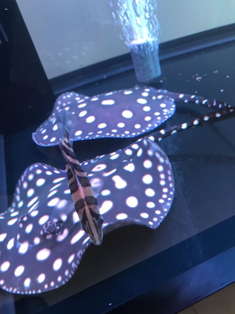 經過兩天的治療小虎魚蒙眼好了 經過兩天的治療小虎魚蒙眼好了 虎魚百科 第4張
