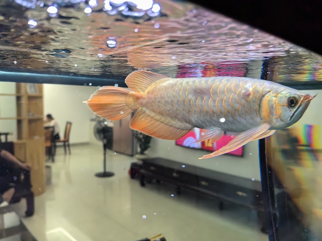 國慶幾天回來龍魚變成這樣了