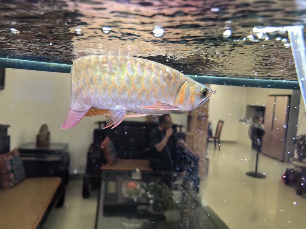 國慶幾天回來龍魚變成這樣了