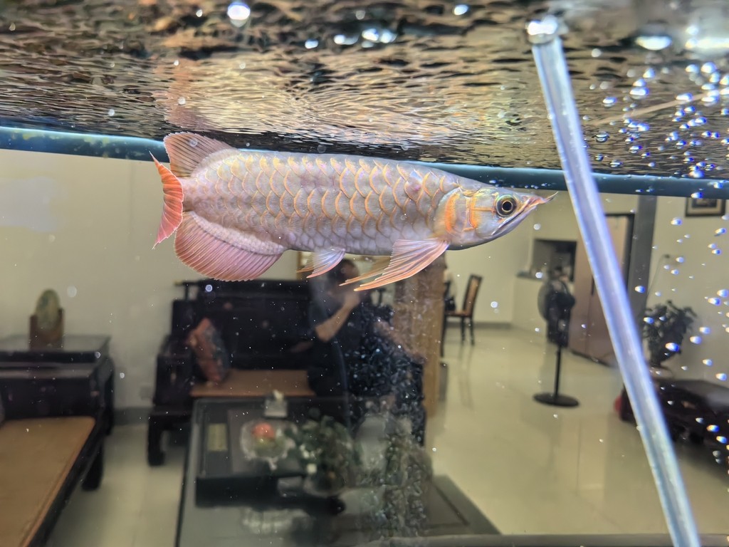 國慶幾天回來龍魚變成這樣了