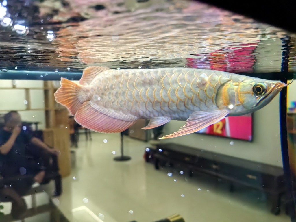 國慶幾天回來龍魚變成這樣了
