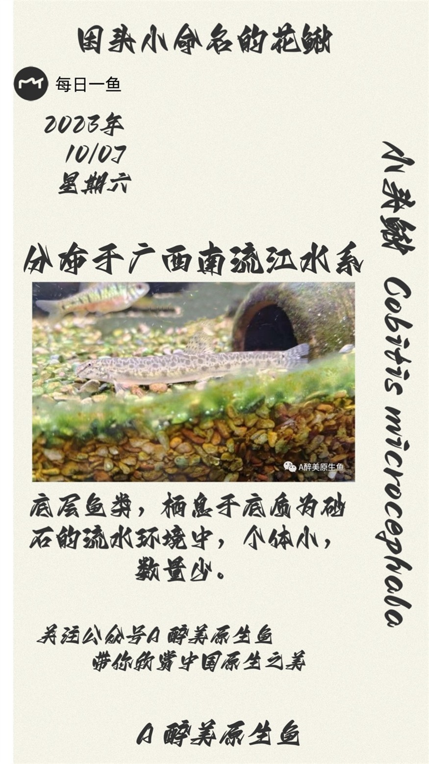小頭鰍