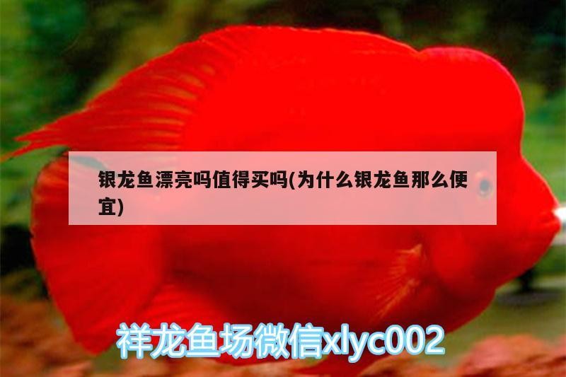 銀龍魚(yú)漂亮嗎值得買(mǎi)嗎(為什么銀龍魚(yú)那么便宜)
