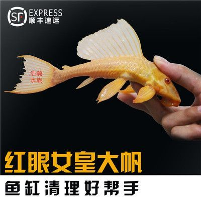 賣龍魚取一個店名字好嗎