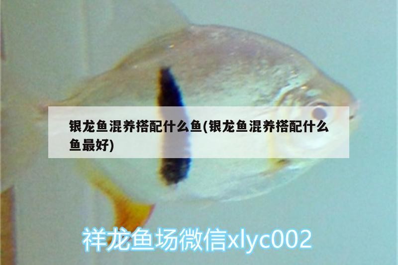 銀龍魚混養搭配什么魚(銀龍魚混養搭配什么魚最好)
