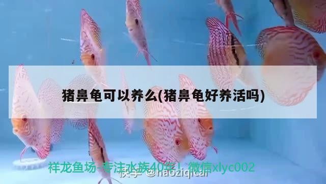 豬鼻龜可以養么(豬鼻龜好養活嗎)