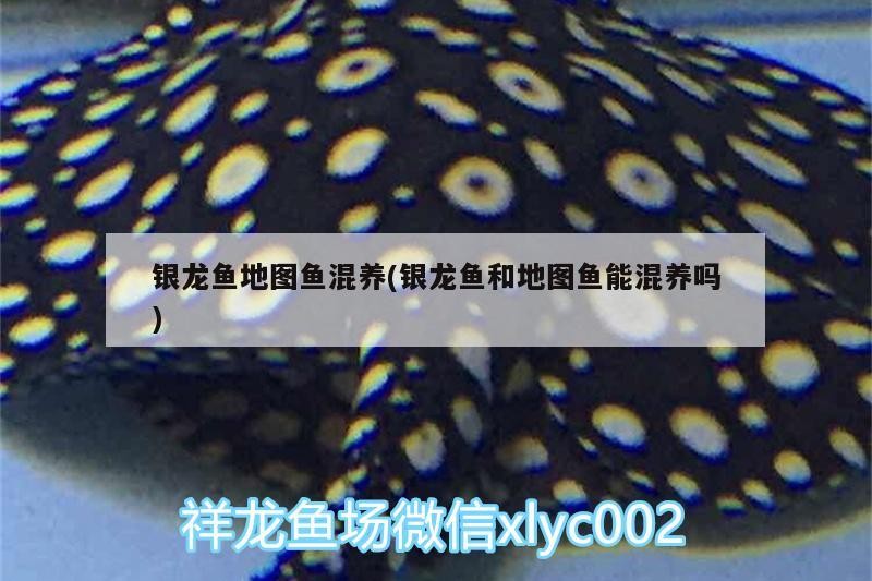 銀龍魚地圖魚混養(銀龍魚和地圖魚能混養嗎)