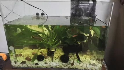 吃魚缸底部殘渣的螺：吃魚缸底部殘渣的螺主要包括蘋果螺、橙兔螺和黑金剛螺等幾種