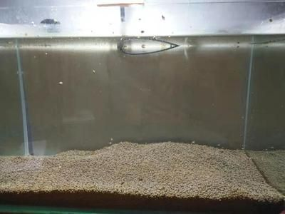 吃魚缸底部殘渣的螺：吃魚缸底部殘渣的螺主要包括蘋果螺、橙兔螺和黑金剛螺等幾種