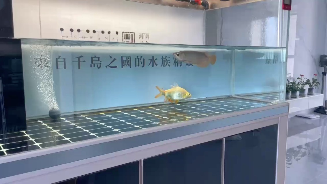 挑逗一下它 挑逗一下它 龍魚論壇