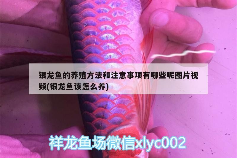 銀龍魚的養殖方法和注意事項有哪些呢圖片視頻(銀龍魚該怎么養)