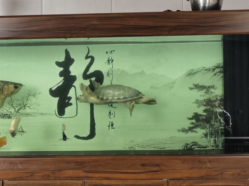 怎么養水？